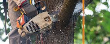 Reliable Streetsboro, OH Tree Removal Solutions